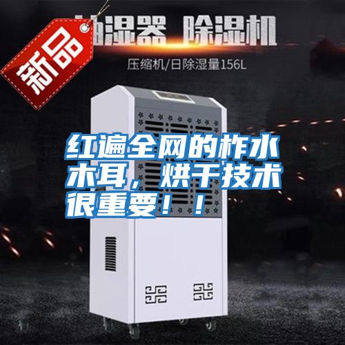 紅遍全網(wǎng)的柞水木耳，烘干技術(shù)很重要??！