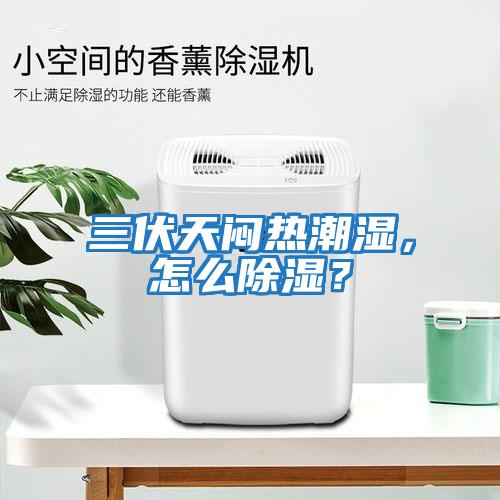 三伏天悶熱潮濕,怎么除濕?