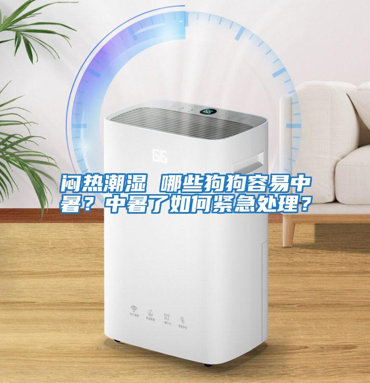 悶熱潮濕 哪些狗狗容易中暑?中暑了如何緊急處理?