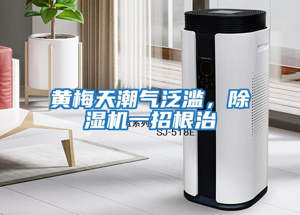 黃梅天潮氣泛濫,除濕機一招根治