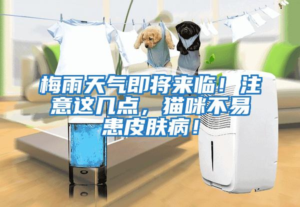 梅雨天氣即將來臨!注意這幾點,貓咪不易患皮膚病!